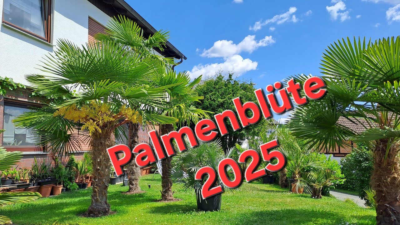 Die Palmenblüte🌼🌴 der Hanfpalme, Trachycarpus fortunei, Freilandpalme, Exoten Garten in Oberfranken