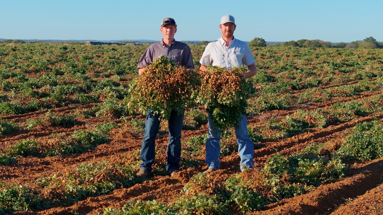 Peanut Harvest 2024