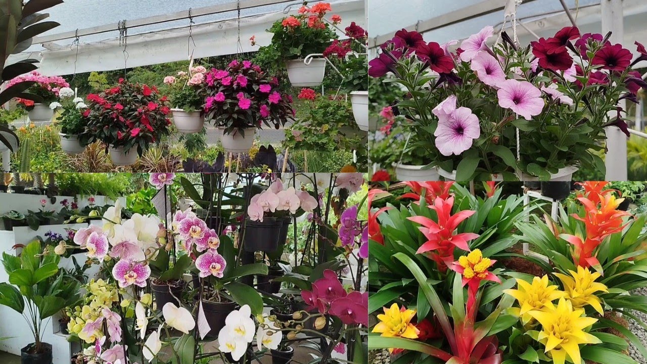 Visitando un  vivero con plantas hermosas 🥰