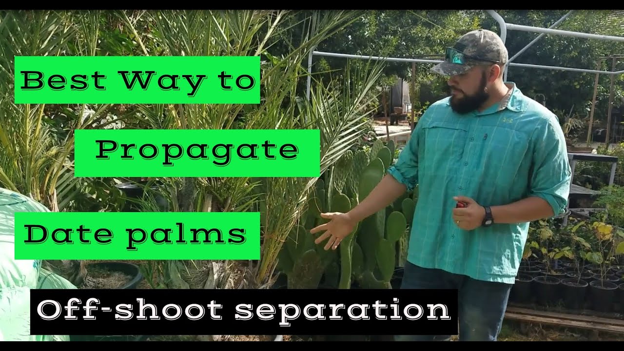 How to propagate Date palms by offshoot separation | Easy way!