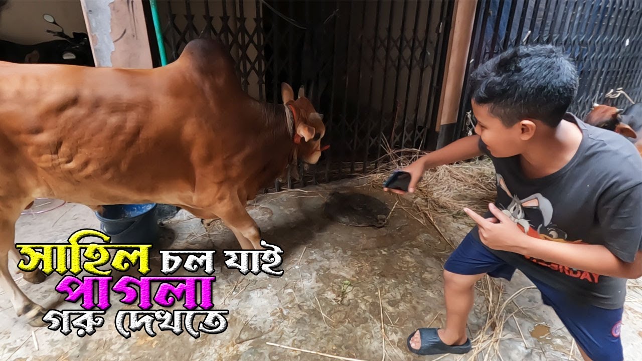 সাহিল চলো যাই পাগলা গরু দেখতে | Cow Videos | Qurbani cow | Shahil vlog | SD Family World