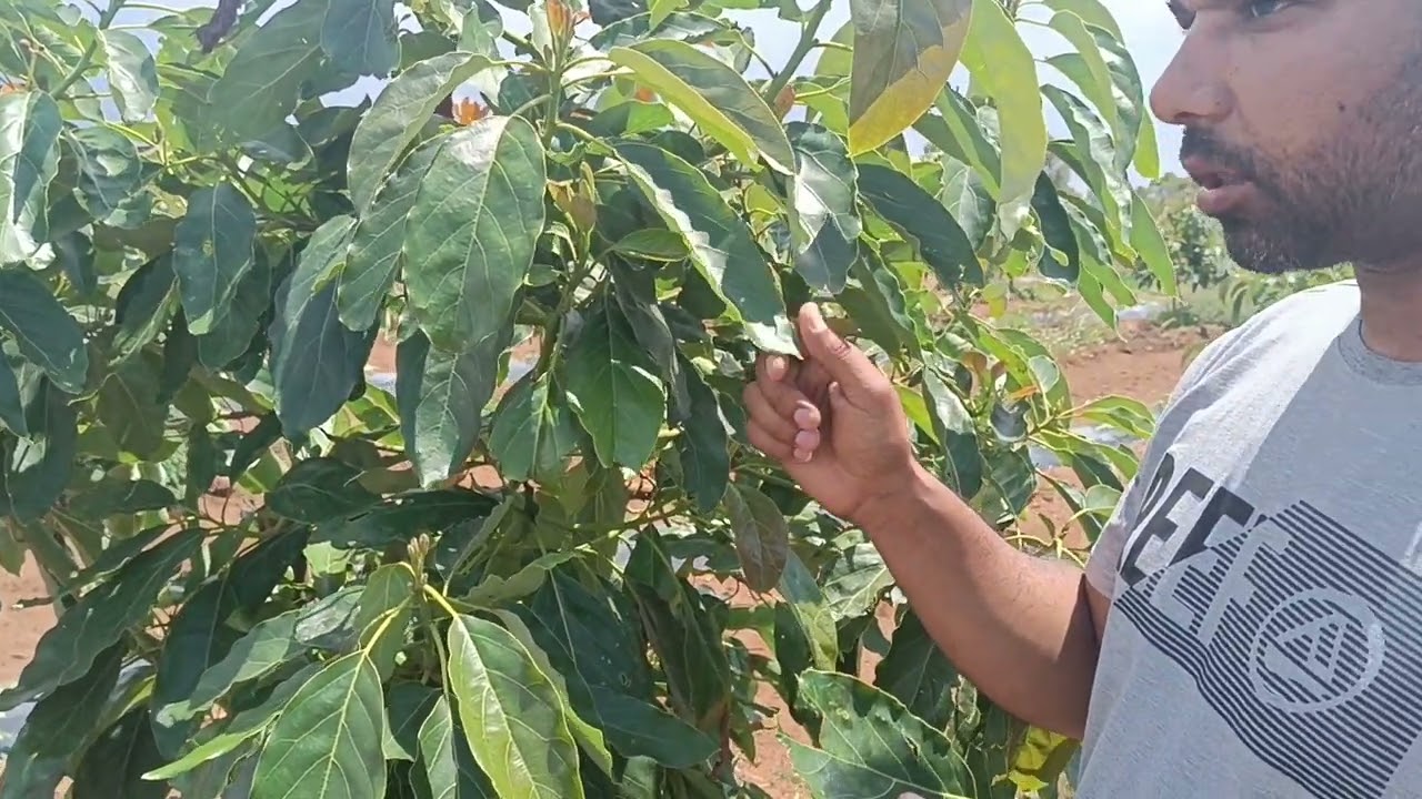 شجرة الأفوكا: تشخيص وبعض الارشادات Avocado a laarach maroc