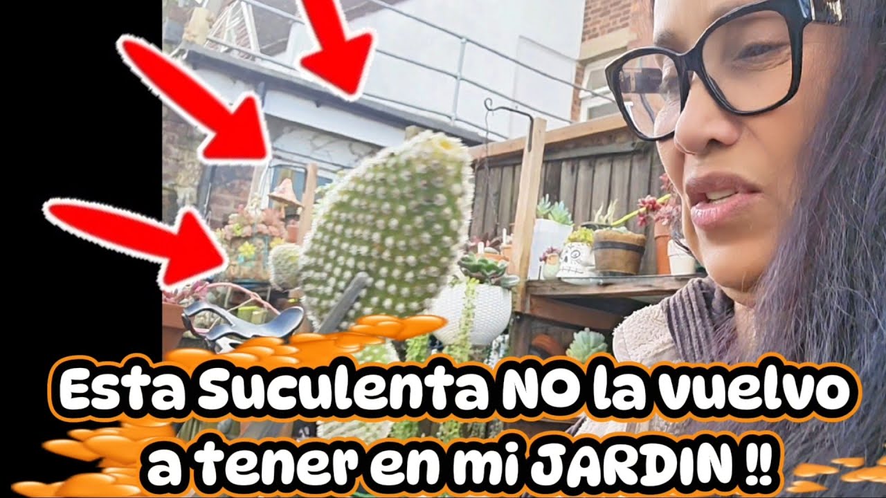 #retojardinero  PREGUNTAS  #tag #suculentas