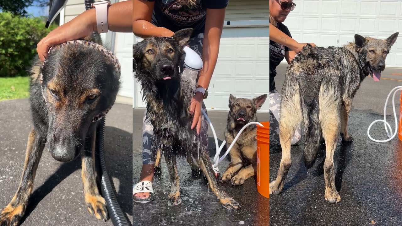 Grooming My Three German Shepherds At Home