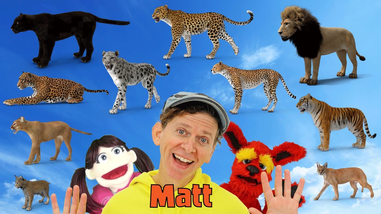 Big Cats | What Do You See? Song  | Find It Version | Dream English Kids