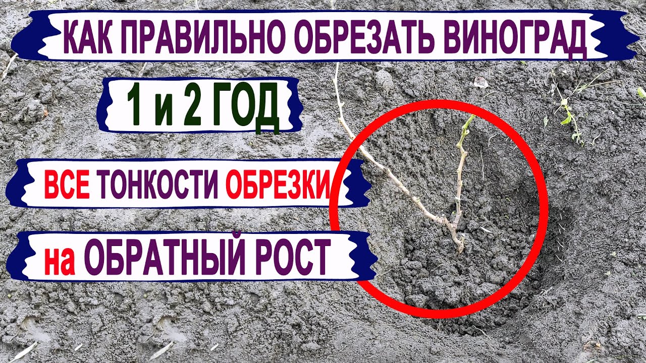 🍇 Как ПРАВИЛЬНО ОБРЕЗАТЬ однолетний двухлетний САЖЕНЕЦ ВИНОГРАДА. Обрезка винограда на ОБРАТНЫЙ РОСТ