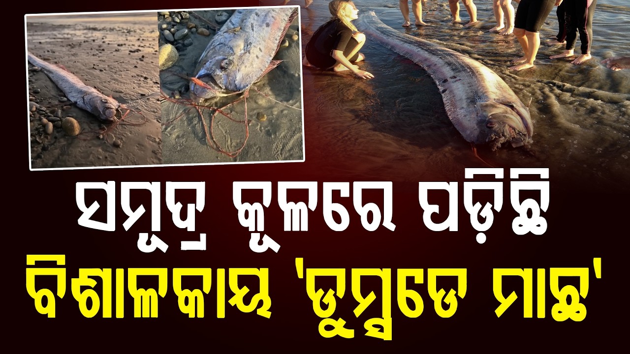 ସମୂଦ୍ର କୂଳରେ ପଡ଼ିଛି   ବିଶାଳକାୟ 'ଡୁମ୍ସଡେ ମାଛ' || News Updates || DinalipiLive