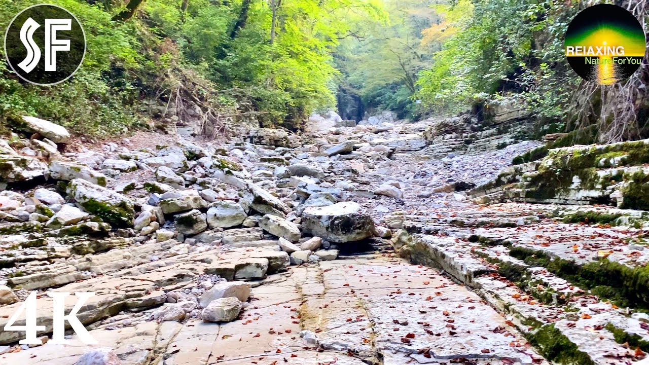 Morning in Gorge ~ Light fog and  Birdsong ~ Ambient music ~ 3 minutes for Meditation & Relaxation