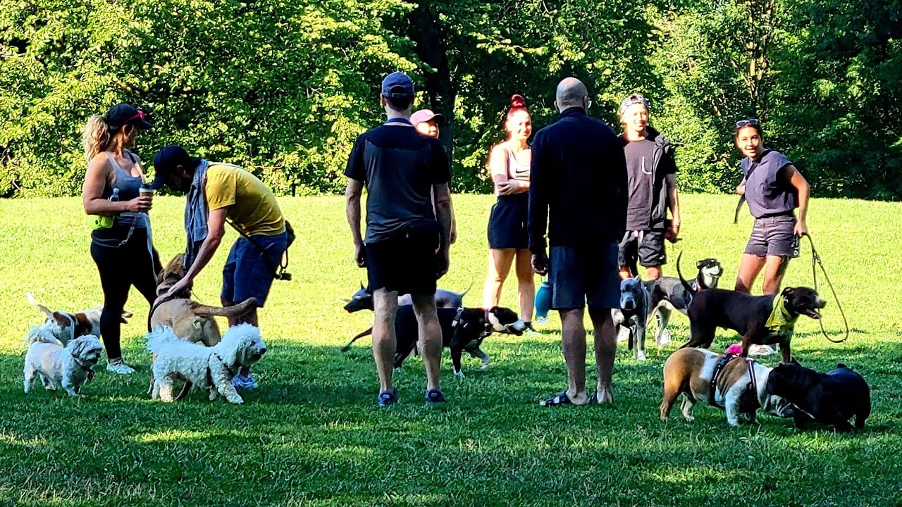 🐕 Huge Dog Run Every Morning - NYC Central Park's Great Hill 🐕‍🦺🐩