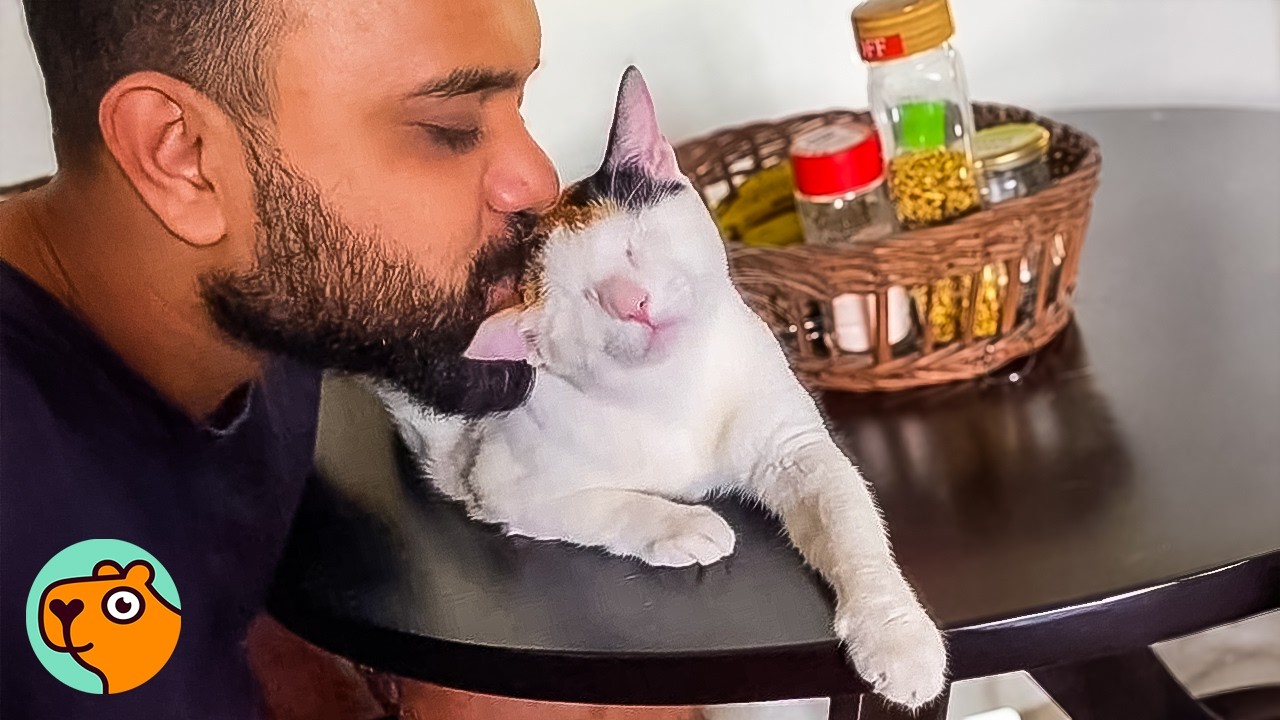 Man Didn't Like Cats Until This One Cried Out To Him | Cuddle Buddies