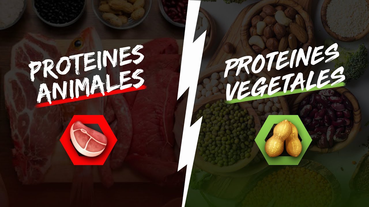 Protéines animales VS Protéines végétales