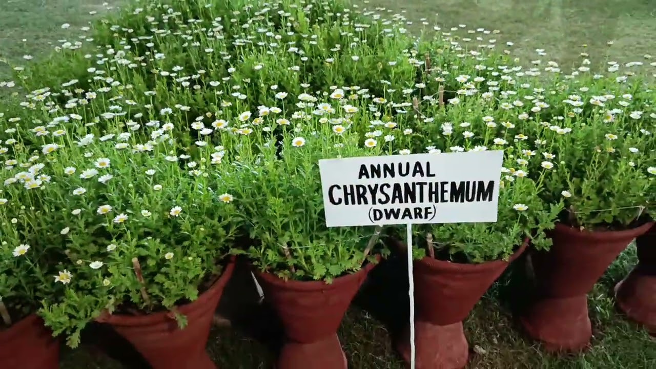 🏵️Flower, Bird & Aquaculture Show 🪵on 13-14-15-Feb-2026 at Lal Qila Park, Azizabad💐