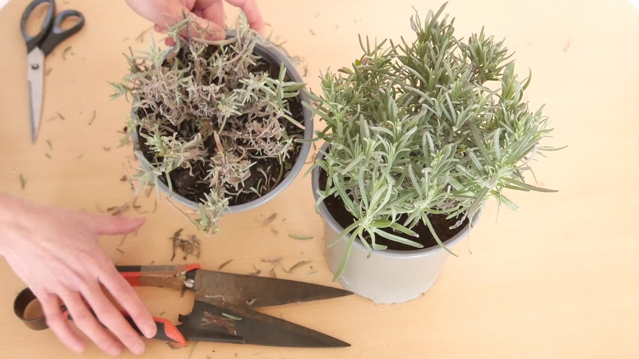 How to Prune Lavender in Winter: Top Tips!! - Lavender World
