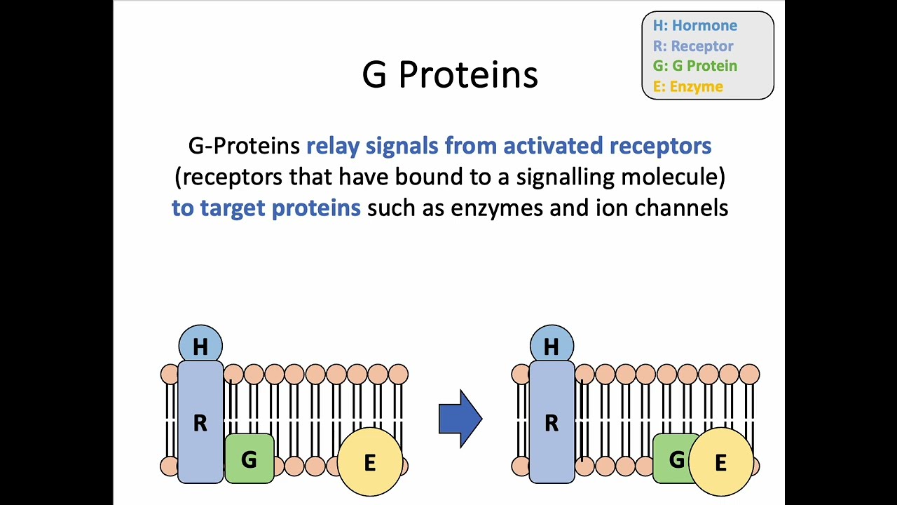 AH Biology 1.4c Hydrophilic Signals and Transduction