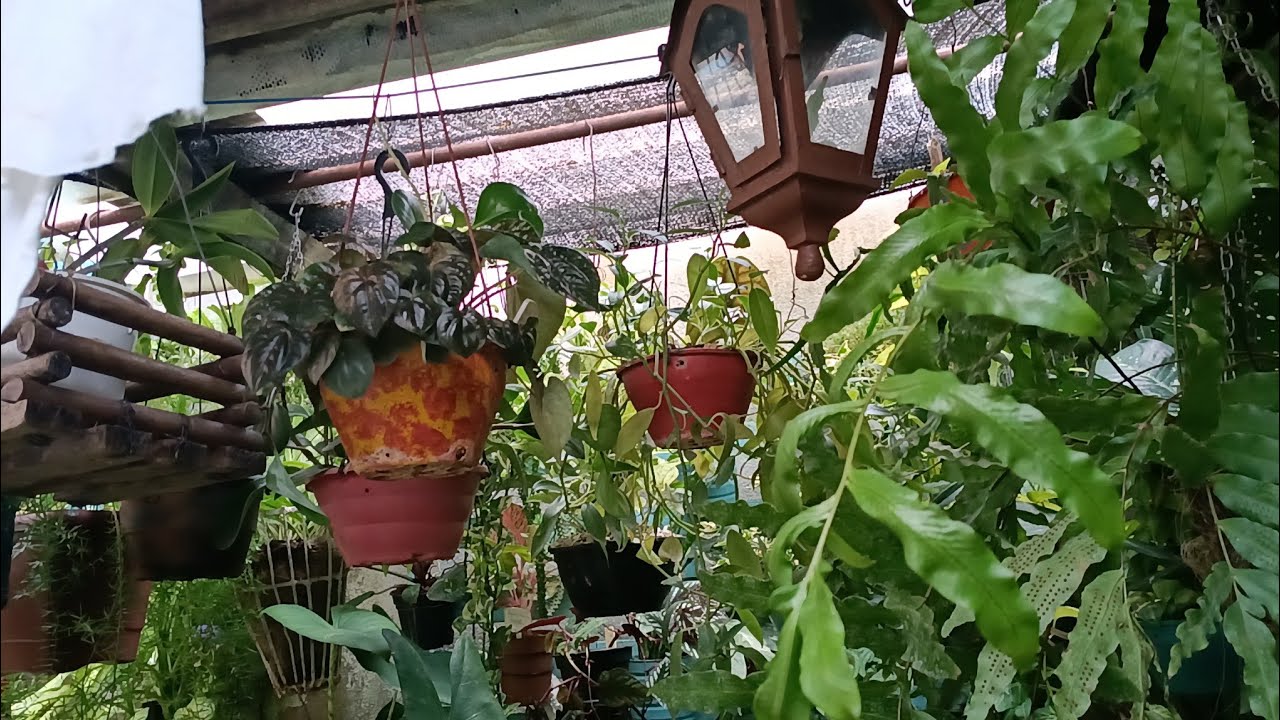 Mais mudanças no pergolado, plantas em busca da claridade,,sapos fazendo a festa 