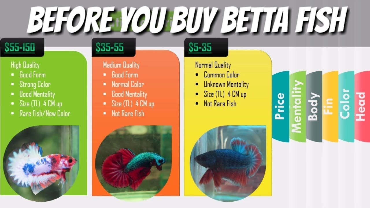 How to Simply Judge Betta Fish before you