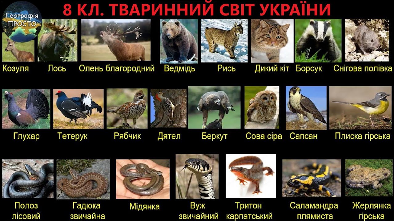 Географія. 8 кл. Урок 34. Тваринний світ України. Різноманітність тваринного світу