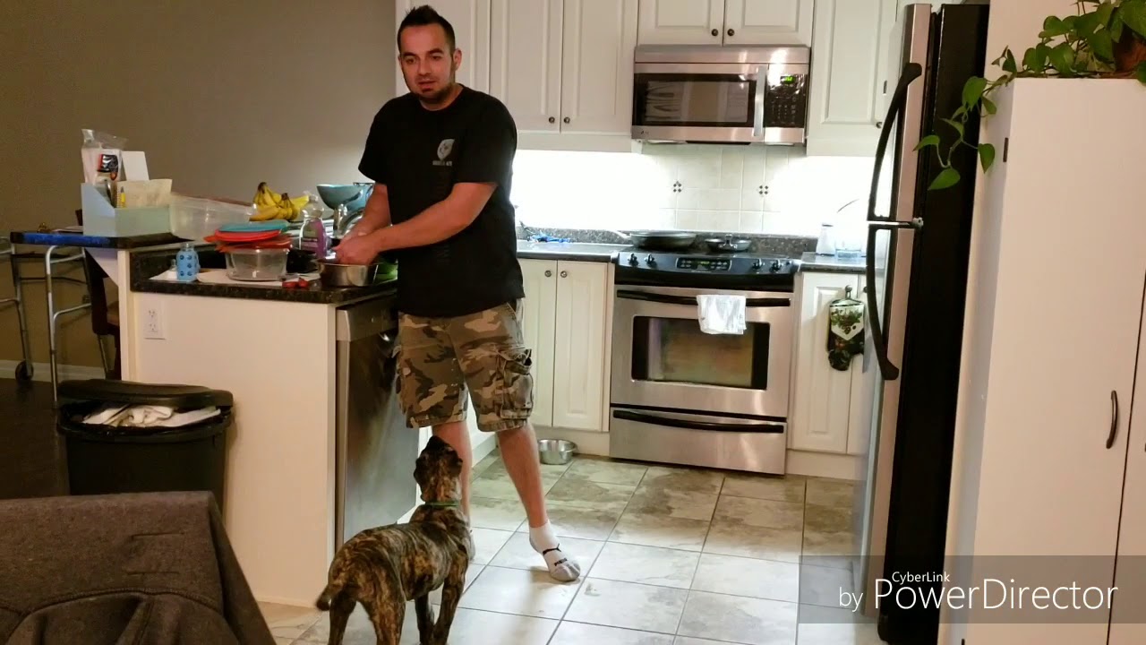 Part 2: How to train your Presa puppy Sit, Stand & Down