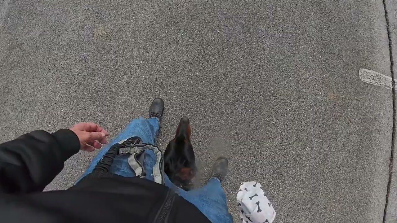 DOBERMAN K9 military walk 