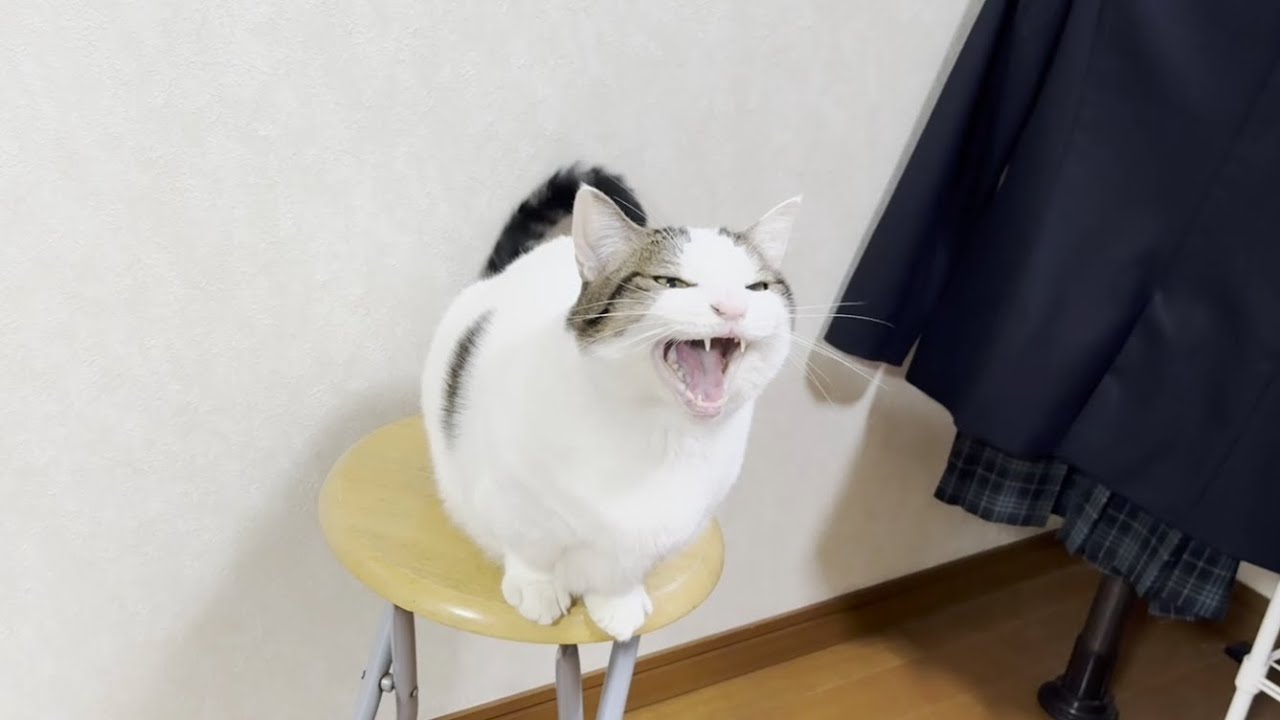 これは豆大福が一日に鳴く量の、ほんの一部です