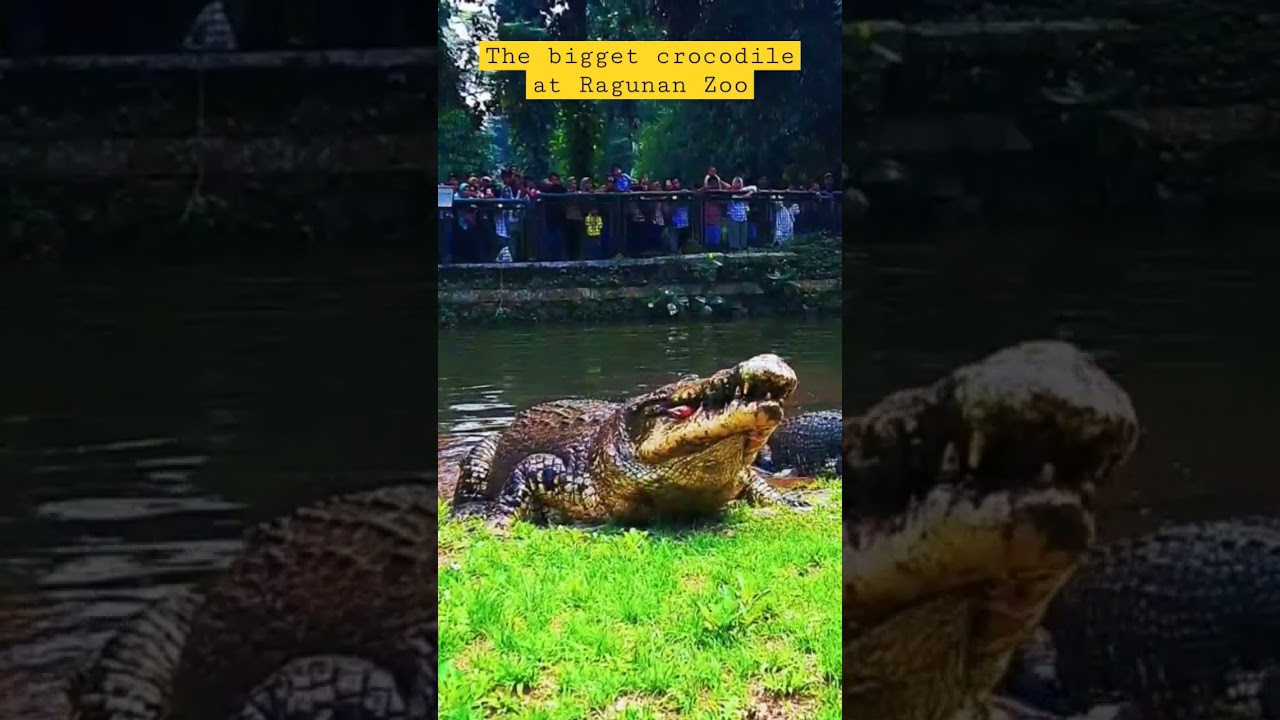 Buaya terbesar di Kebun Binatang Ragunan #shorts  #crocodile  #giant  #ragunan  #ragunanzoo