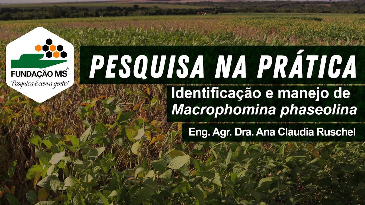 Identificação e manejo de Macrophomina phaseolina