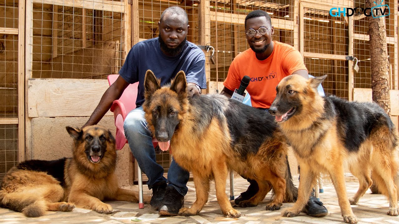 A Visit to K9 Extra Mile Kennel | The breeder who has an indescribable love for German Shepherds
