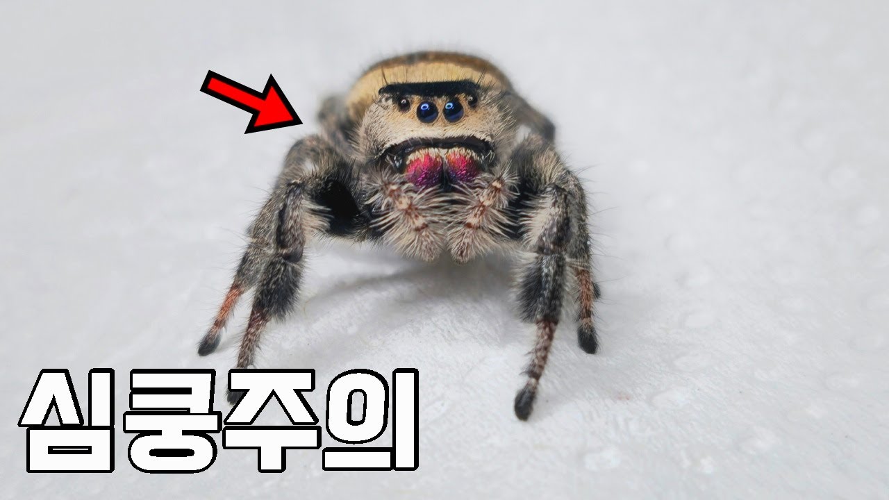 ※심쿵주의) 돈 있어도 못 삽니다..너무 귀여운 이녀석 짝을 찾습니다! 사고칠뻔..ㄷㄷ
