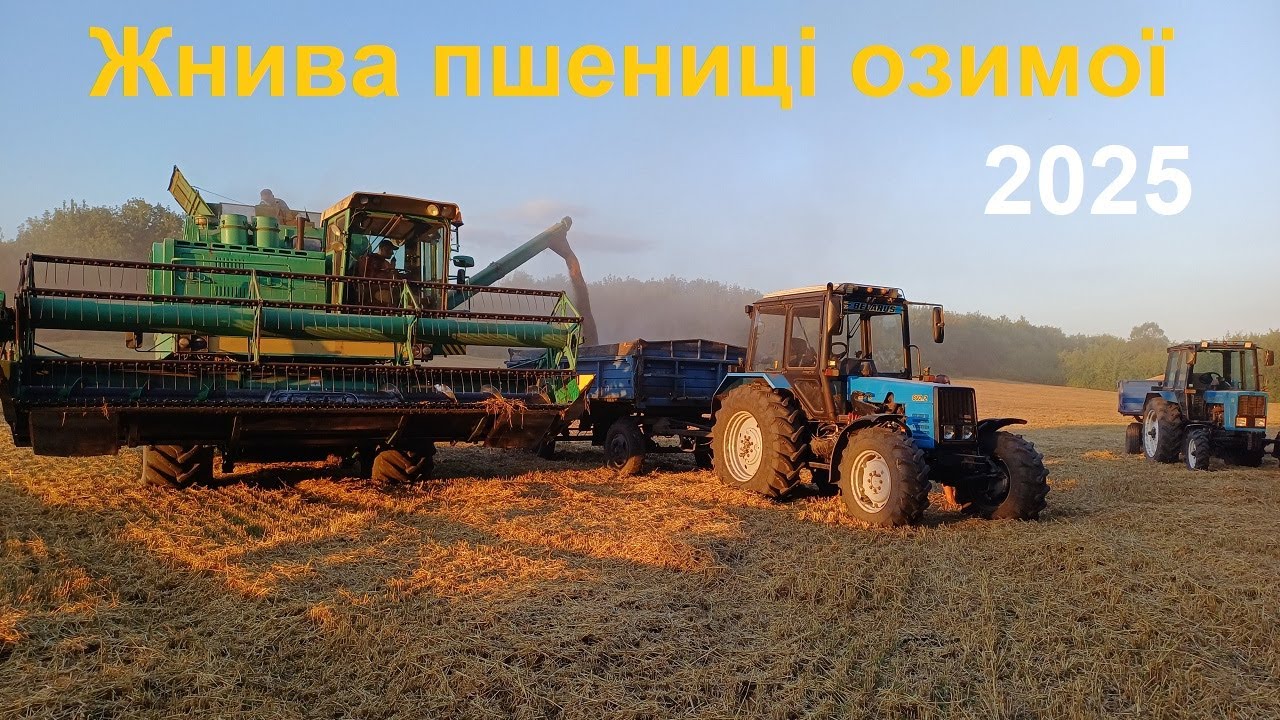 Жнива озимої пшениці 2025.