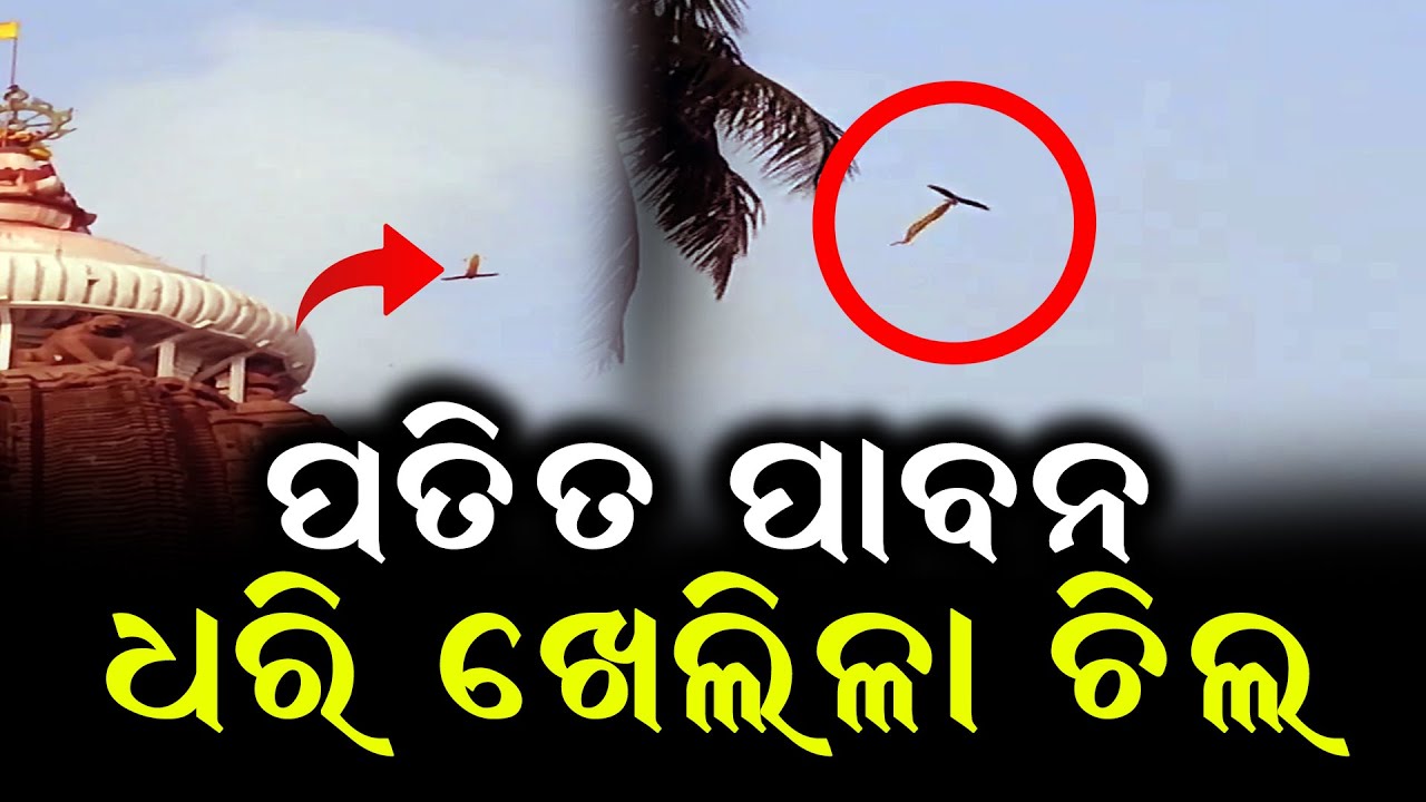 ଚିଲ ଧରି ବୁଲିଲା ପତିତ ପାବନ II Eagle Playing With Patita Pabana Like KIte Flying In Puri Sky