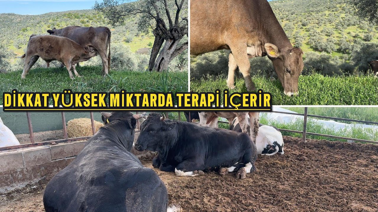 MERADA MÜKEMMEL GELİŞİM.- DANALARI BESLEMEYE DEVAM...