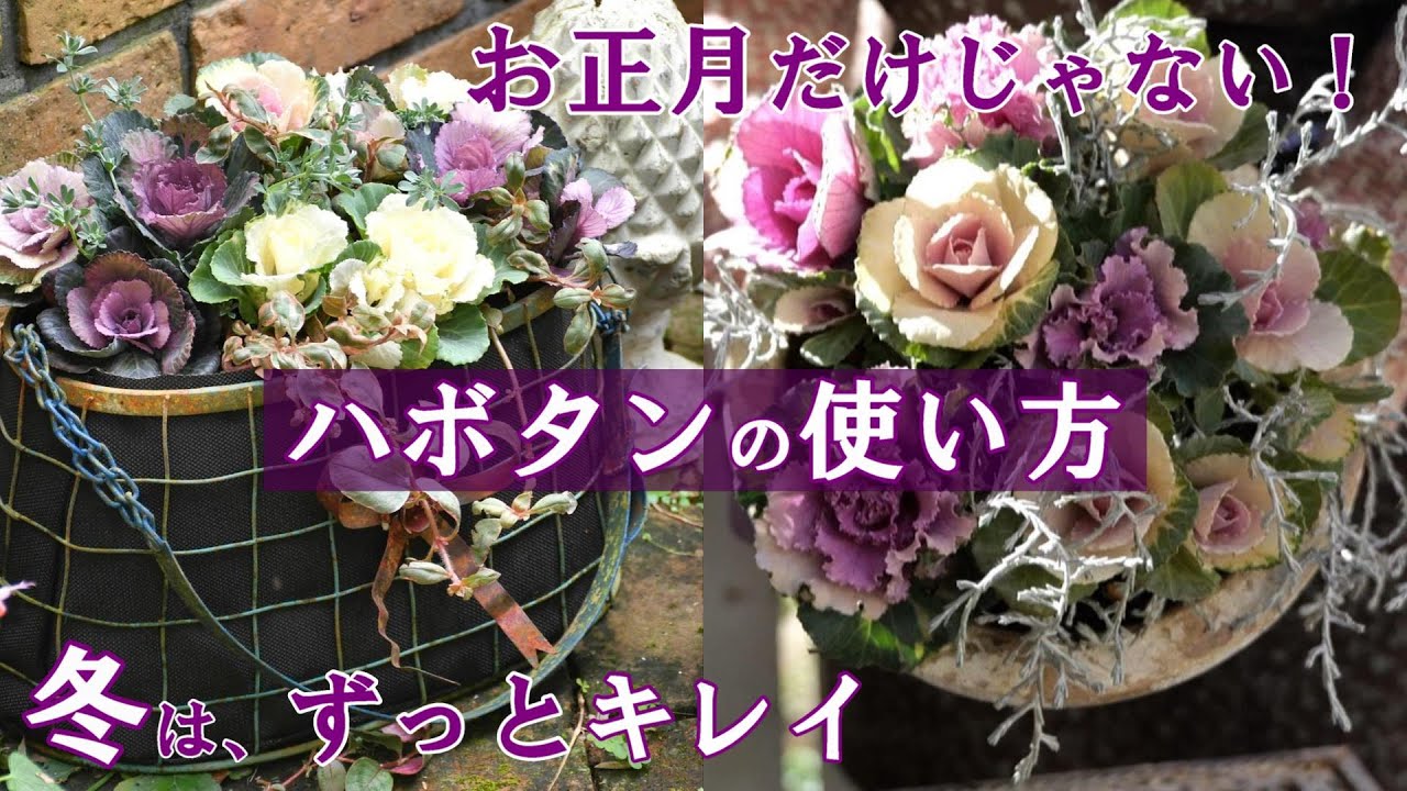 【寄せ植え】ミニハボタンのブーケスタイル/ポット数を抑えて華やかな２鉢/ガーデニング