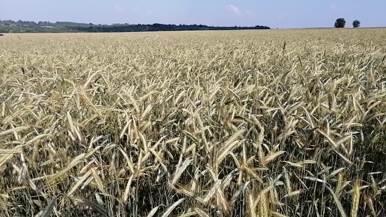 Озимая Рожь после озимой пшеницы. No-Till, прямой посев по занятому пару.
