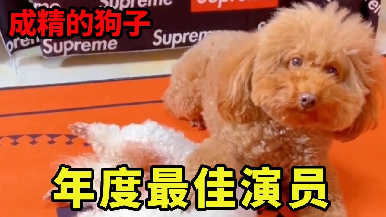 成精的狗子！皮皮小妞积极配合主人演戏，都老演员了信念感强的可怕！