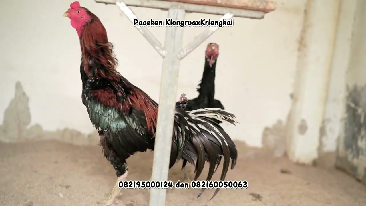 Review ayam BlackSwan, Sudjai & Klongrua di Sango Rooster Serpong