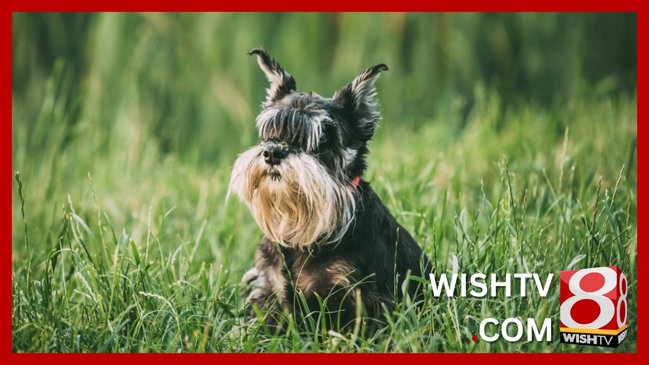 ‘Pet-Pals TV:’ AI-powered scams target pet owners searching for lost animals