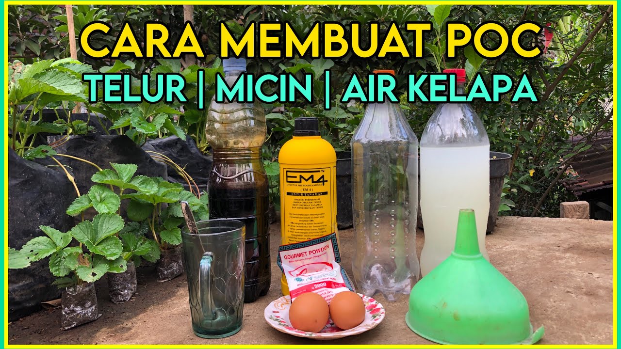 Cara Membuat POC Fermentasi Telur Micin dan Air Kelapa | Pupuk Perangsang Buah Alami