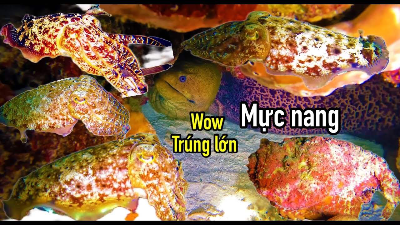ĐÊM LẶN TRƯỜNG SA | TRÚNG LỚN Ổ MỰC NANG VÀ CÁ MẶT QUỶ SIÊU GIÁ TRỊ