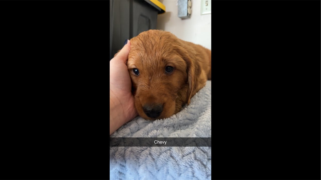 Last live with the puppies