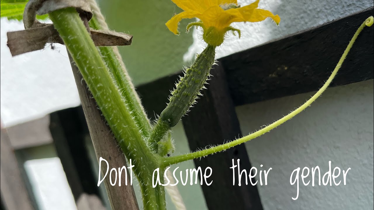 Plants have different genders