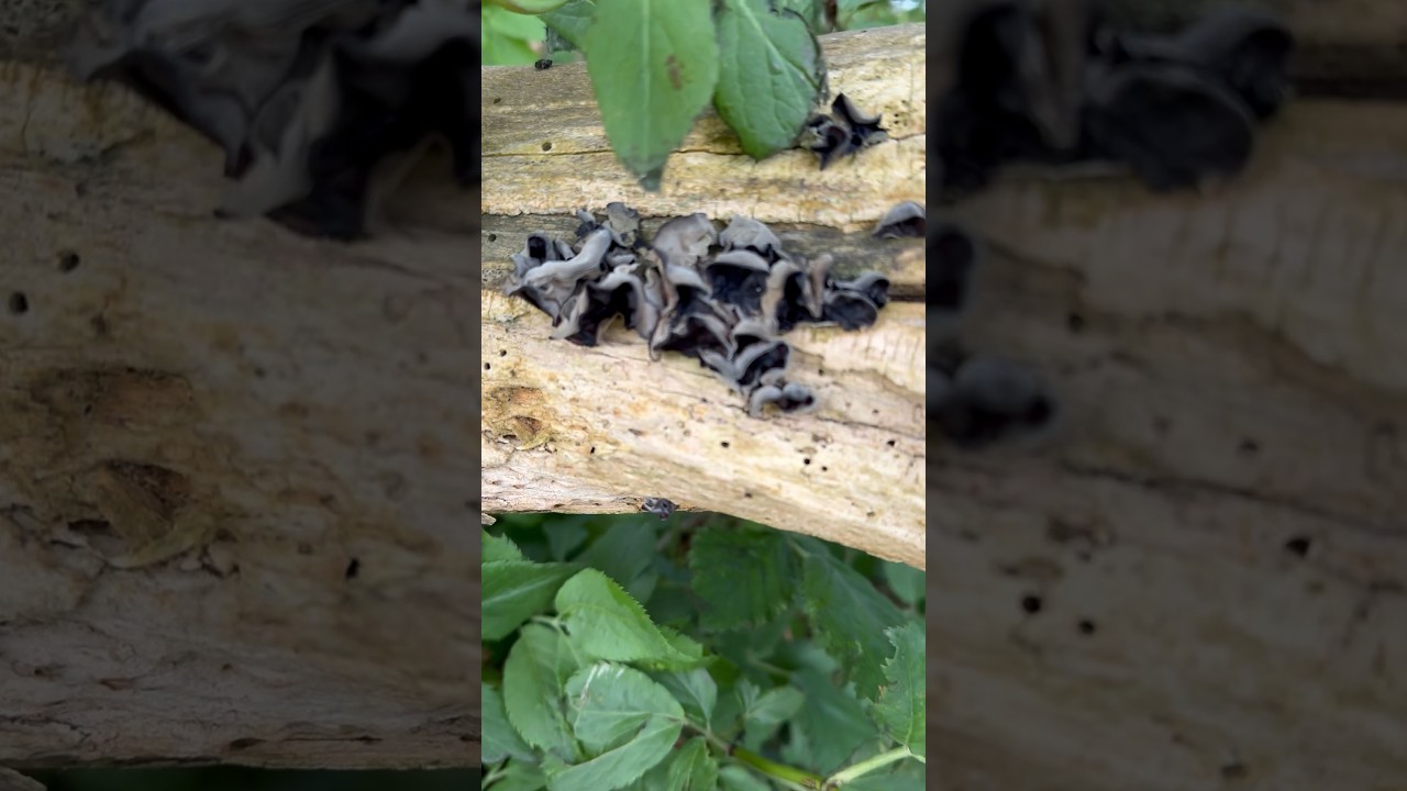 What is this black fungus on the log pile?  #fungus #fungi  #wildlifegarden #gardeningideas #garden