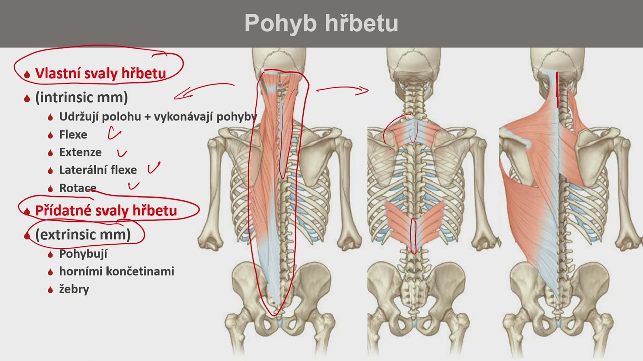 25. říjen 2023 - hřbet - obratle, spojení obratlů, svaly, kanál páteřní, mechanika páteře