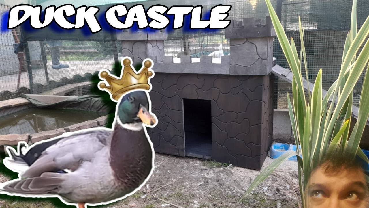 Ho costruito un Castello per le mie Anatre
