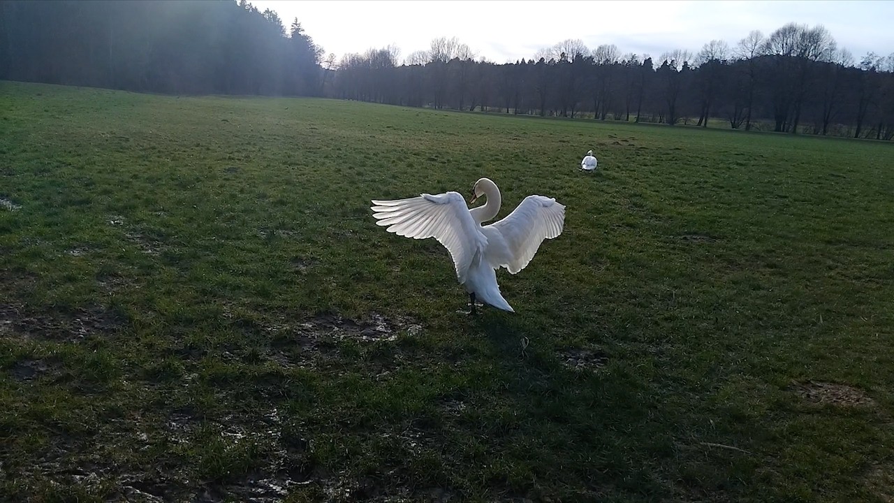 🦢 The Pond's Angels 🦢