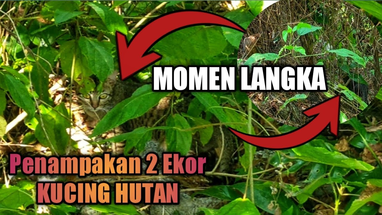 Penampakan Kucing Hutan Sulawesi