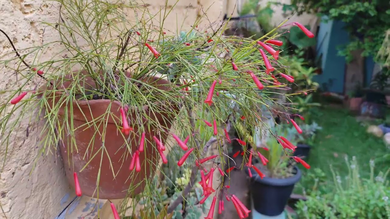  FLORES maravilhosas no JARDIM. ATRAÍA PAZ E BENÇÃOS, Feliz natal!