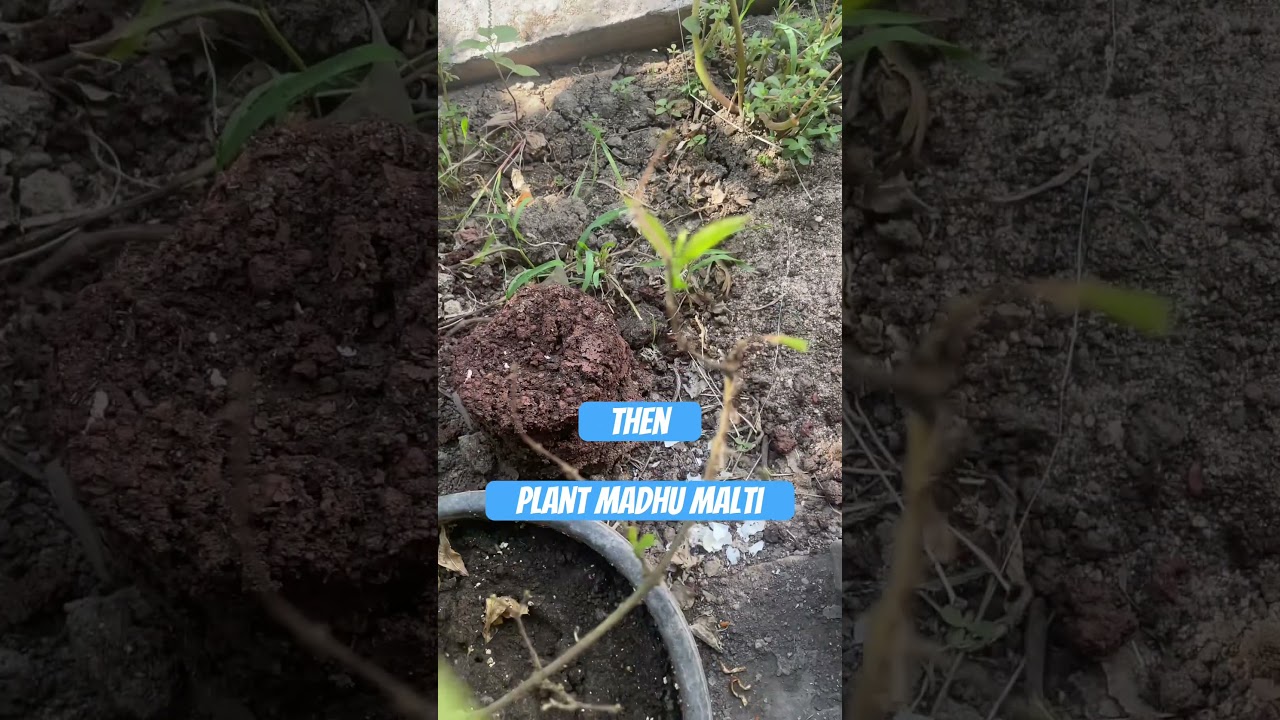Madhu Malti rapid growing easy plant