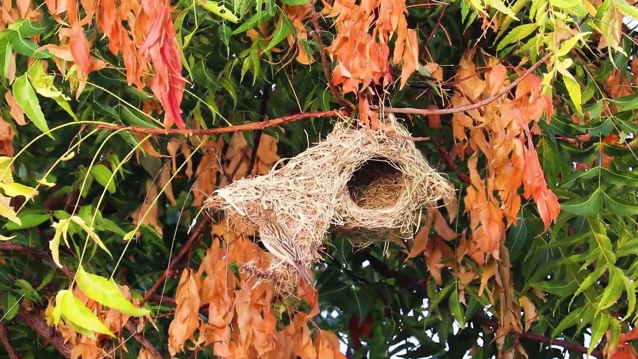 Baya Weaver bird Nesting.