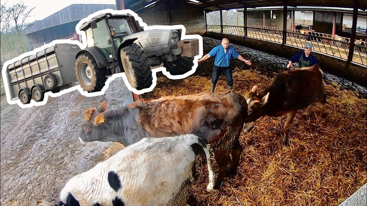BRAND NEW CATTLE TRAILER, ANY GOOD ? OR A BAD BUY?