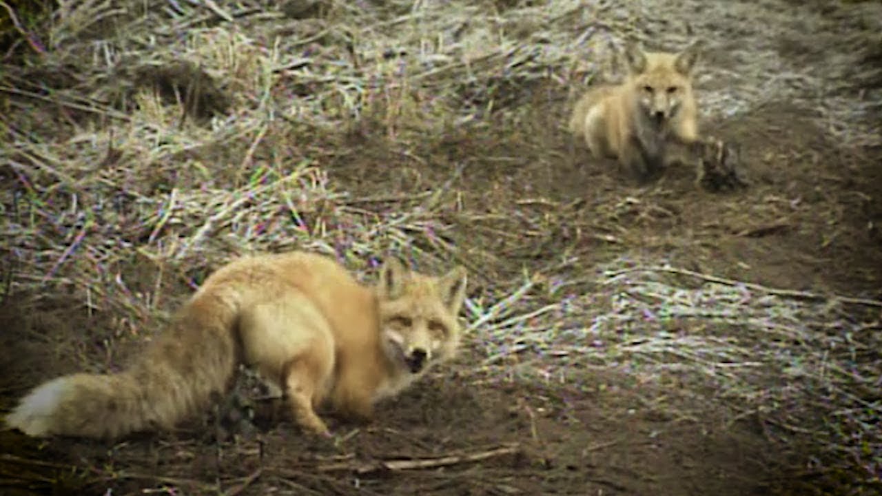 Old School: Secret To Catching Two Foxes At One Time